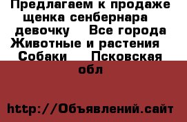 Предлагаем к продаже щенка сенбернара - девочку. - Все города Животные и растения » Собаки   . Псковская обл.